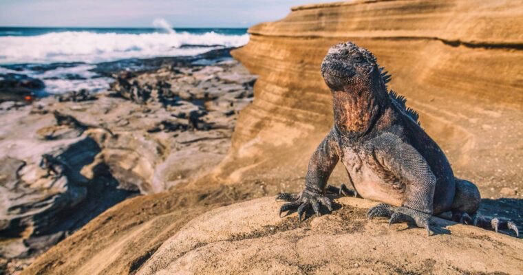 Galápagos